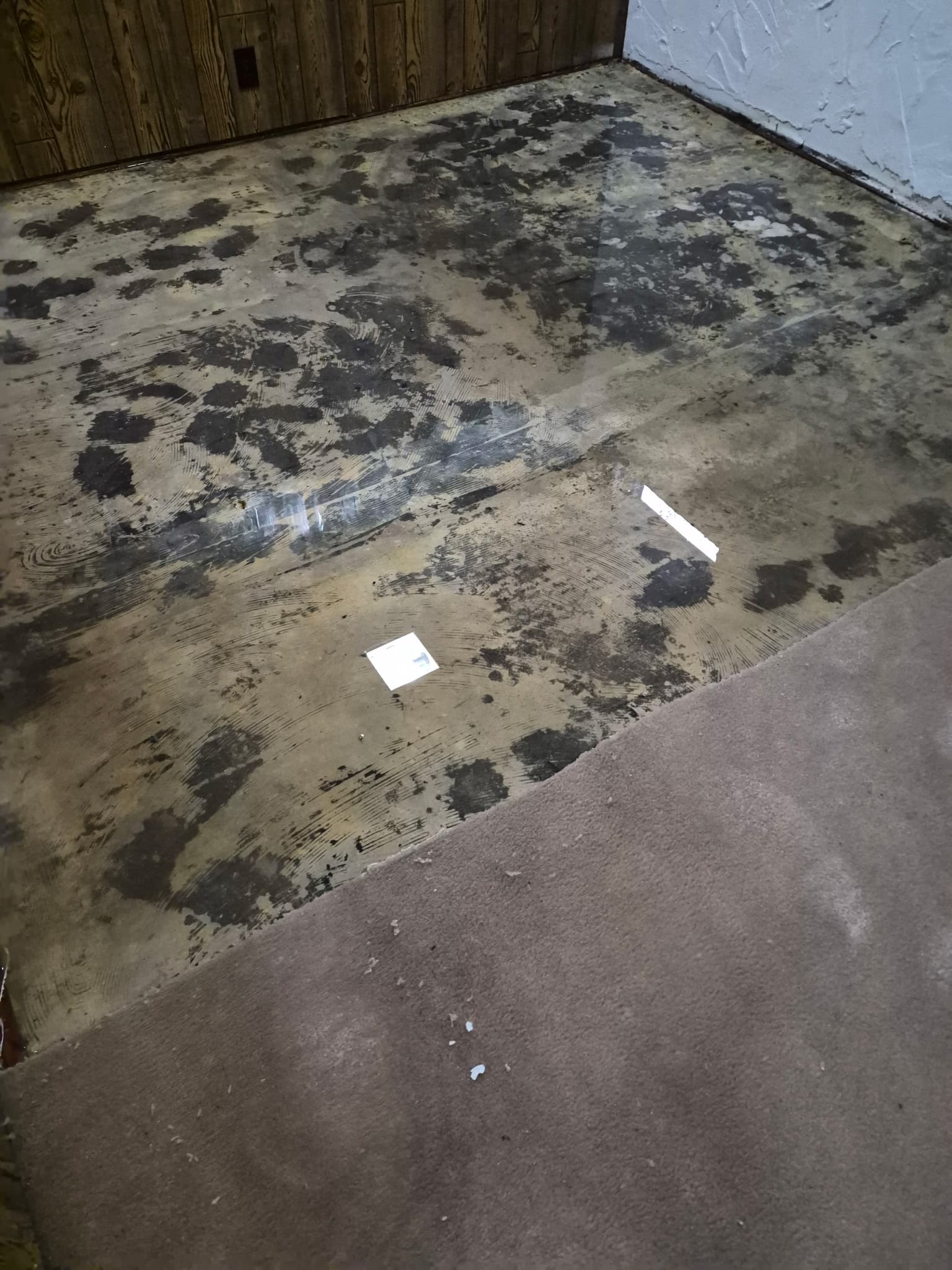 Mold Remediation