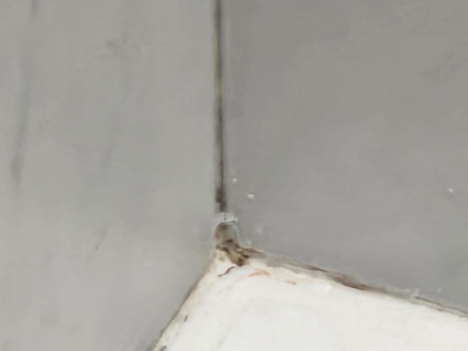 Mold in bathroom grout before remediation