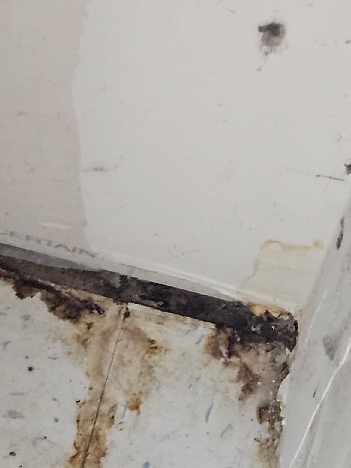 Mold growth at wall and floor junction before remediation